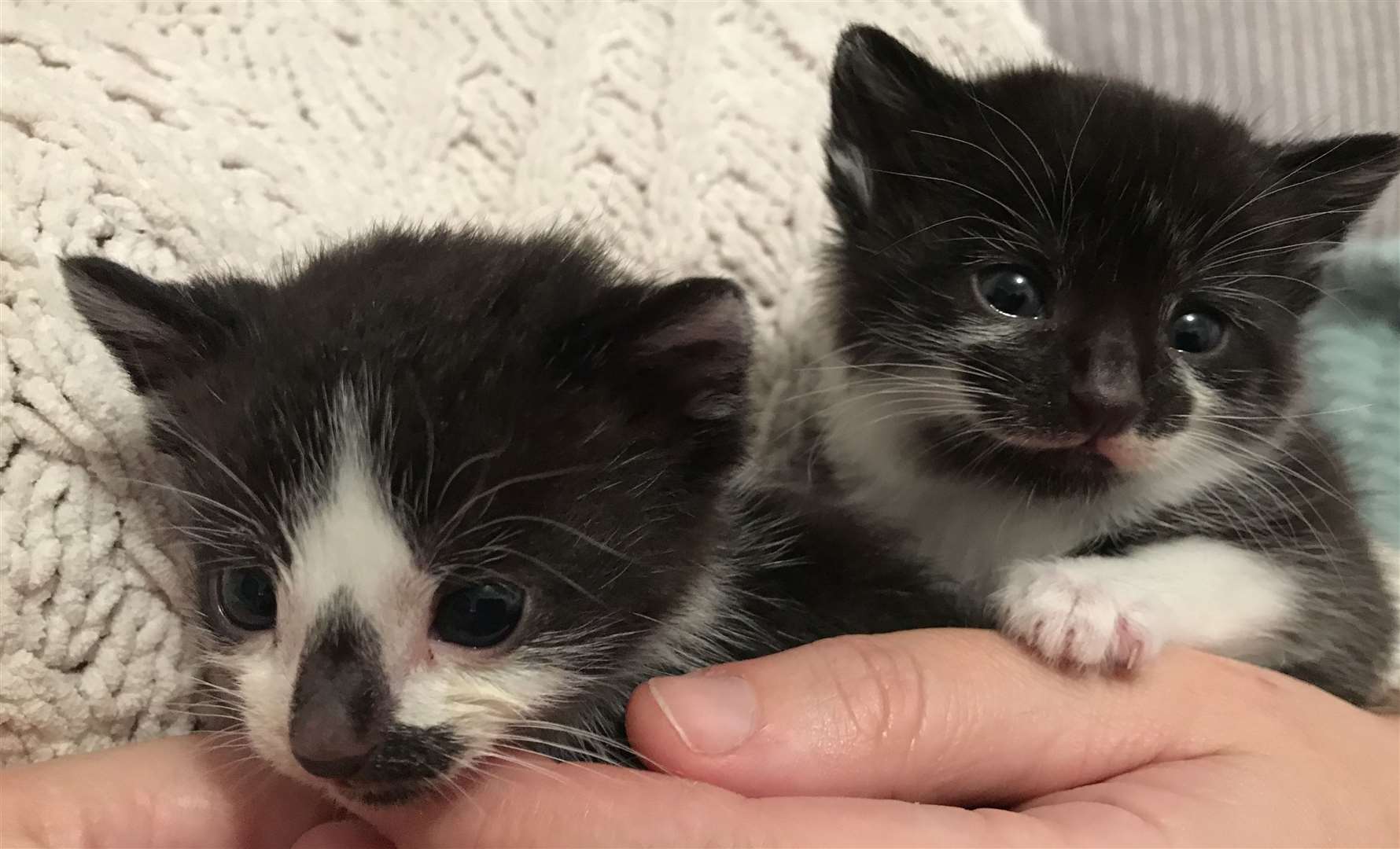 Tiny Tim and Nancy were rescued after being abandoned in a field in Maidstone. Picture: RSPCA