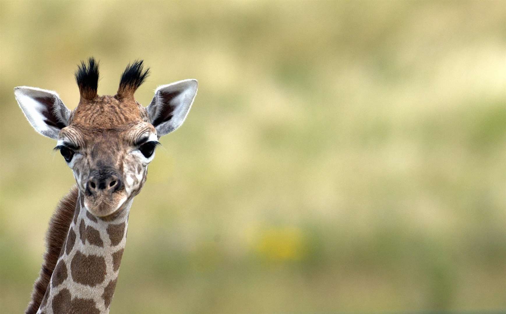 You can see giraffes at Port Lympne near Hythe