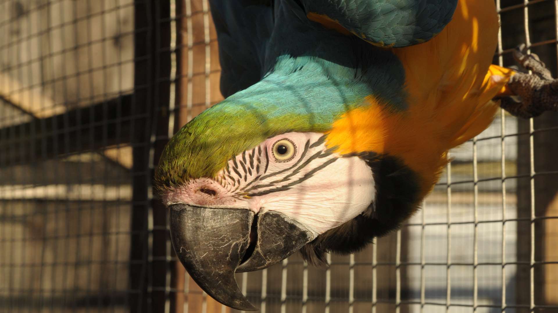 Macaws will be among the birds visitors can see at the zoo. Picture: Steve Crispe.