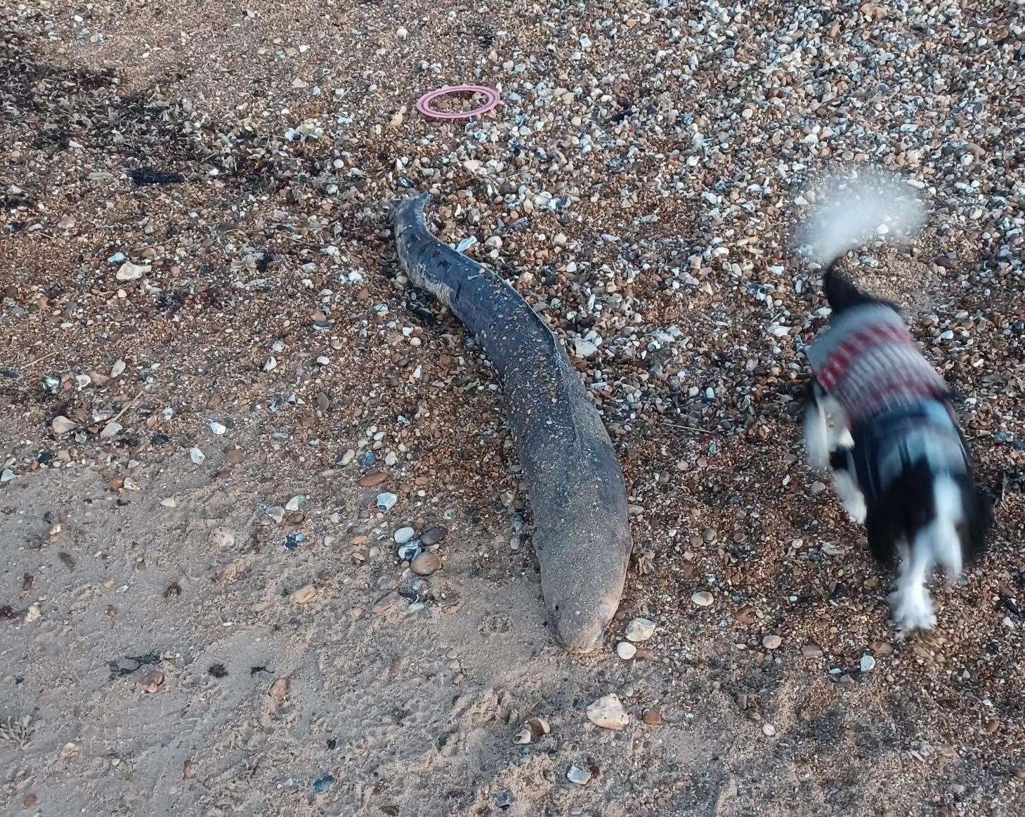 Albert the dog was excited by his find, owner James Crow said