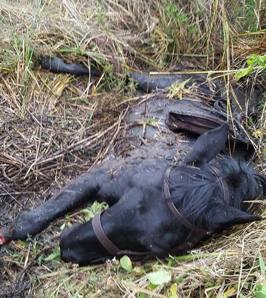 Firefighters rescued Gemma Booth's horse Gabby from a dyke in Ash