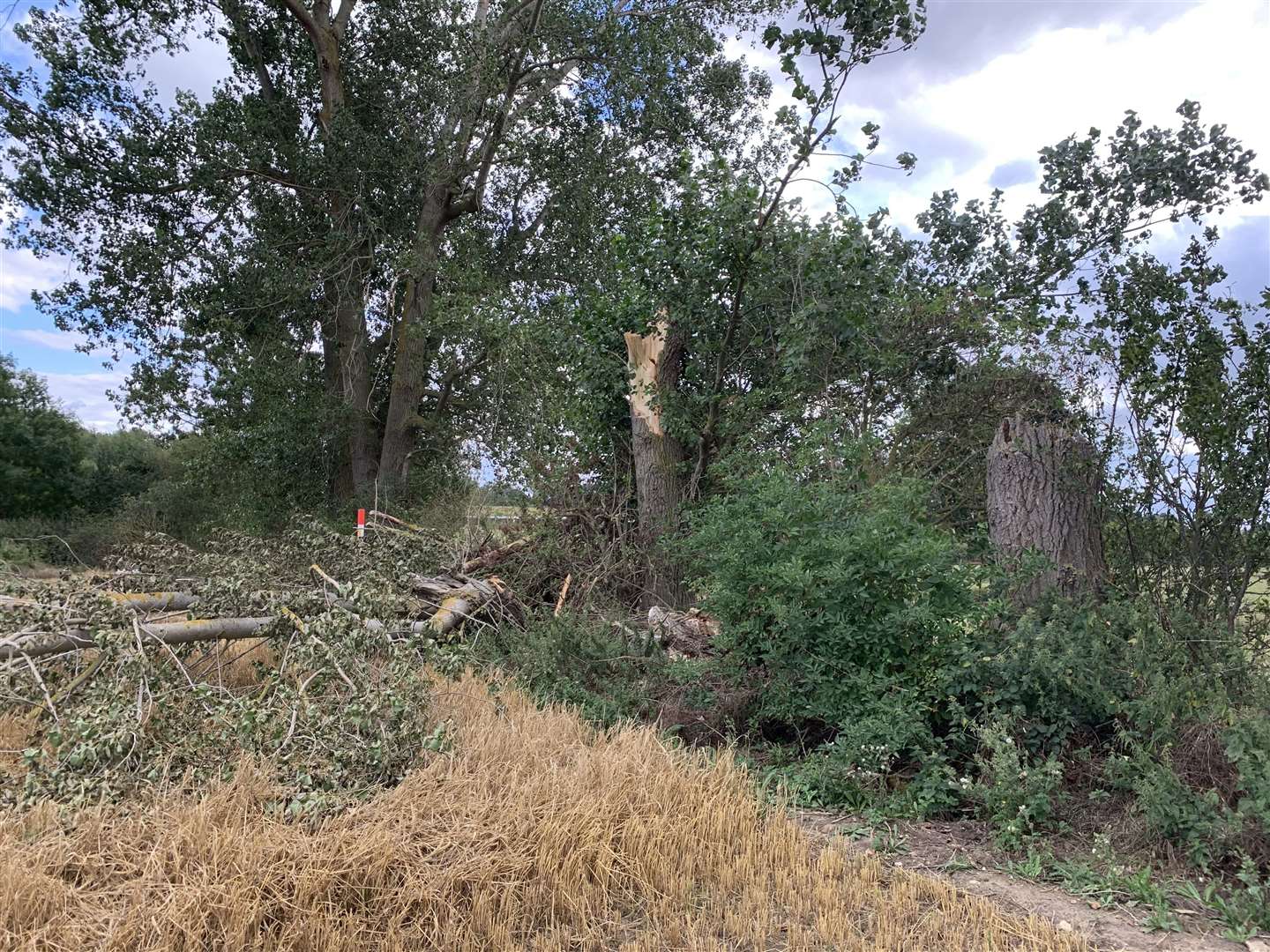 The scene in Bobbing where Maisy died in August when a tree fell in strong winds