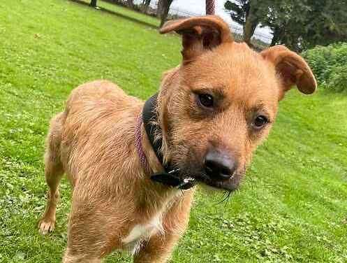 Sally is a lurcher mix. Picture: Last Chance Animal Rescue