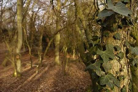 RECTORY MEADOW: designated a nature conservation site more than 20 years ago. Picture: NICK JOHNSON