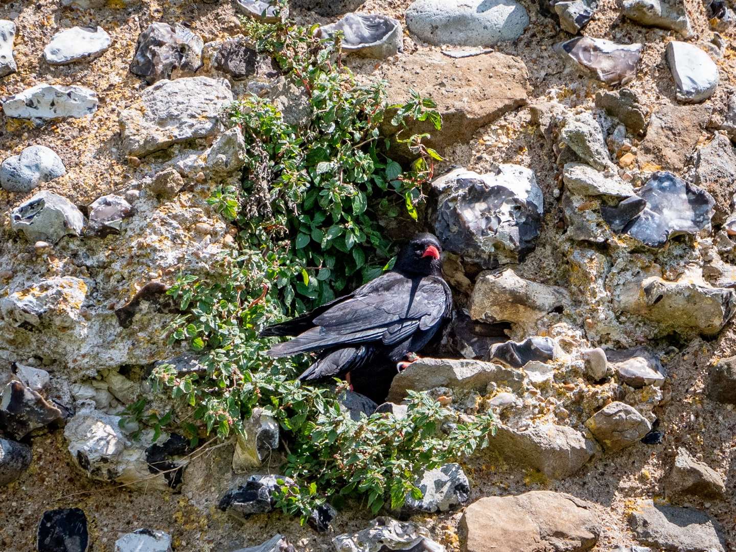 The second season of chough releases is underway in Dover. Picture: Harding-Lee Media/Wildwood Trust