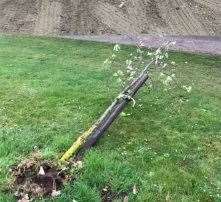 Tree damaged by vandals at Upchurch River Valley Gold Club (8391418)