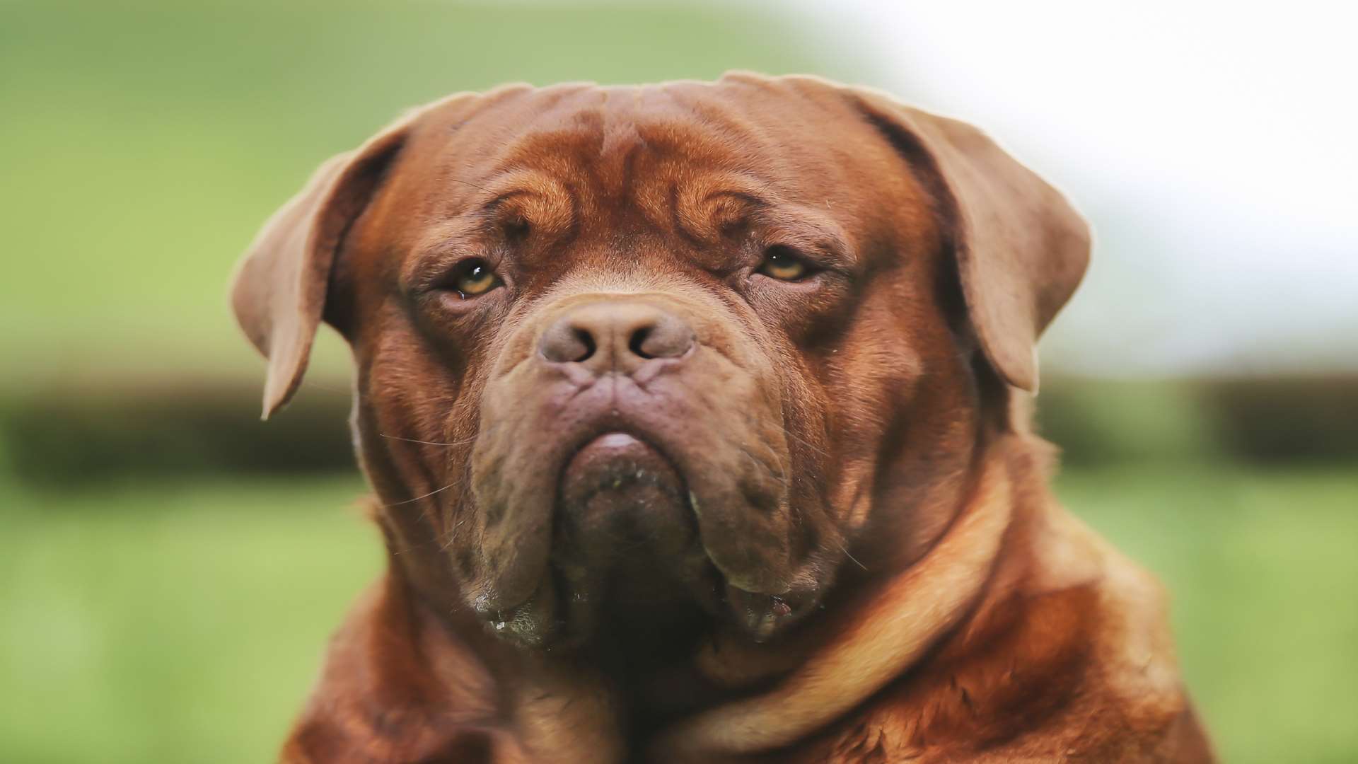 A Dogue de Bordeaux. Pic: Bigandt Photography/istock.com