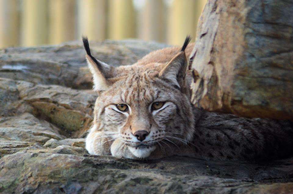 Wingham Wildlife Park won a top award