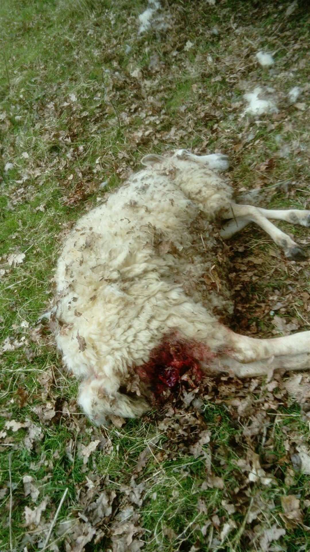 The ewe died from its injuries