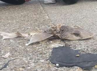 The dead shark was found on Sheerness beach