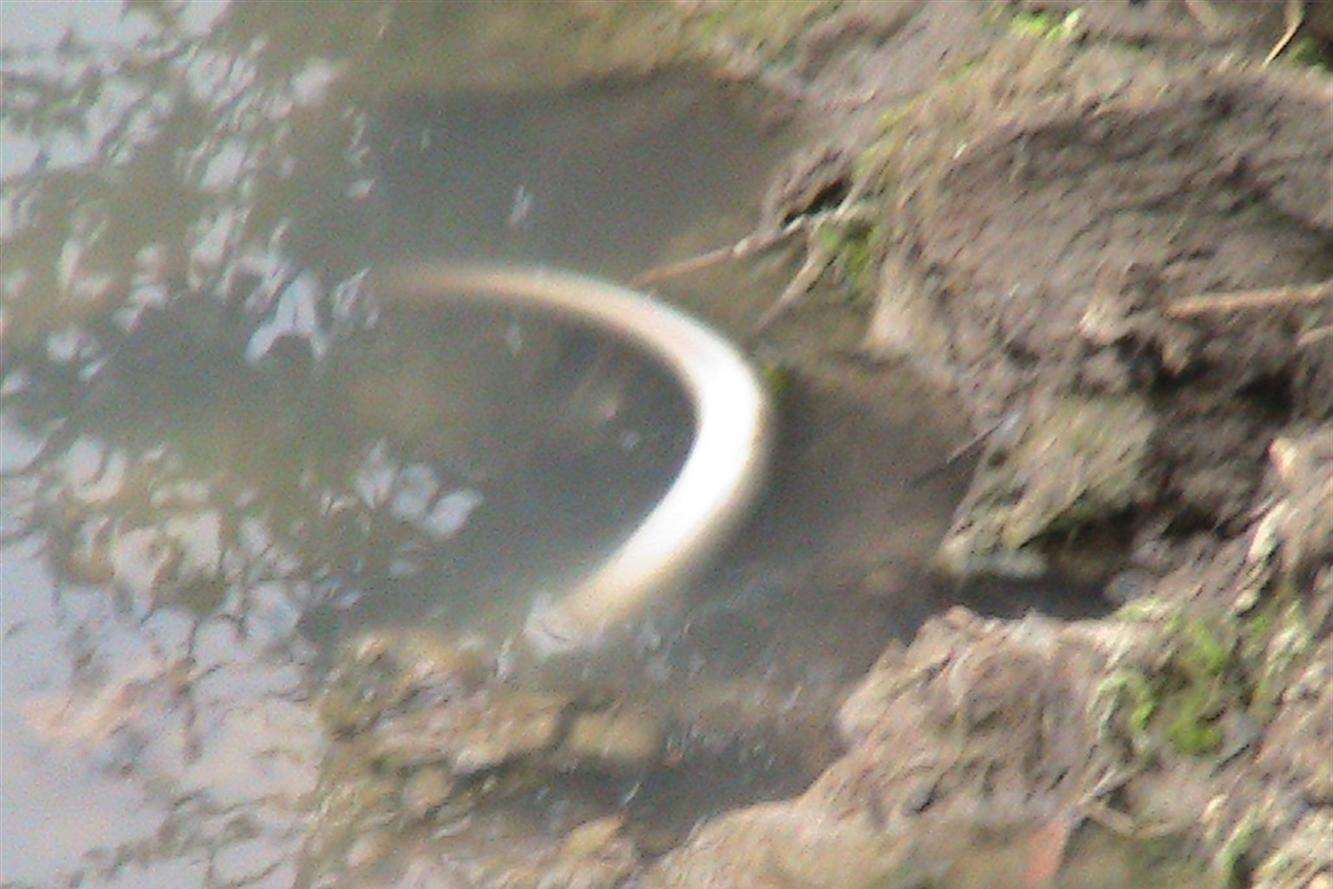 The waters of Swalecliffe Brook appear murky after the sewage discharge