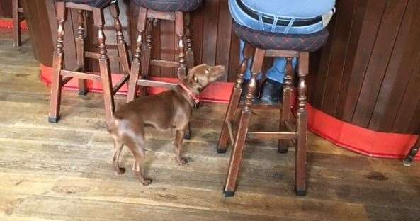 Raine, the one-year-old Patterdale, is keen to gain the attention of Uncle Dickie