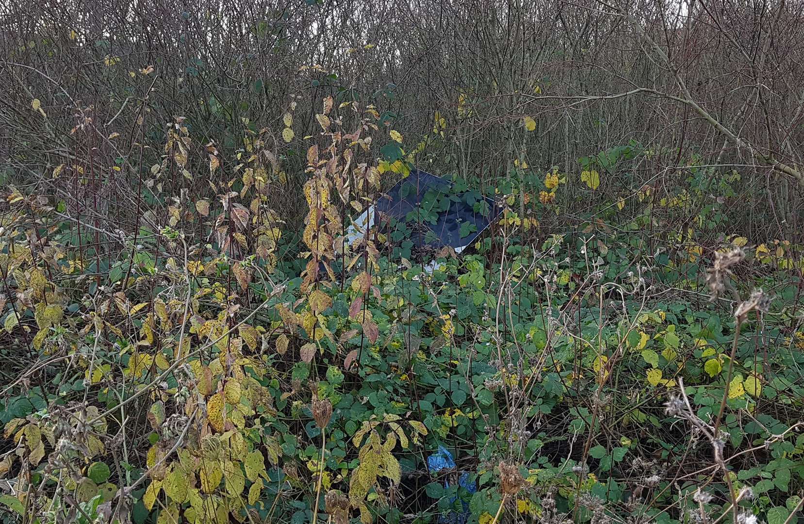 A broken sign can be seen among overgrown vegetation