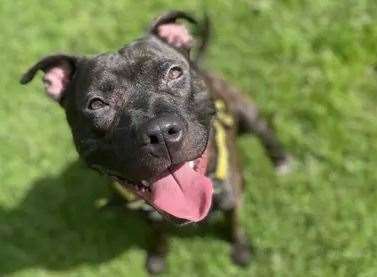 A Staffordshire bull terrier cross. Picture: Dogs Trust