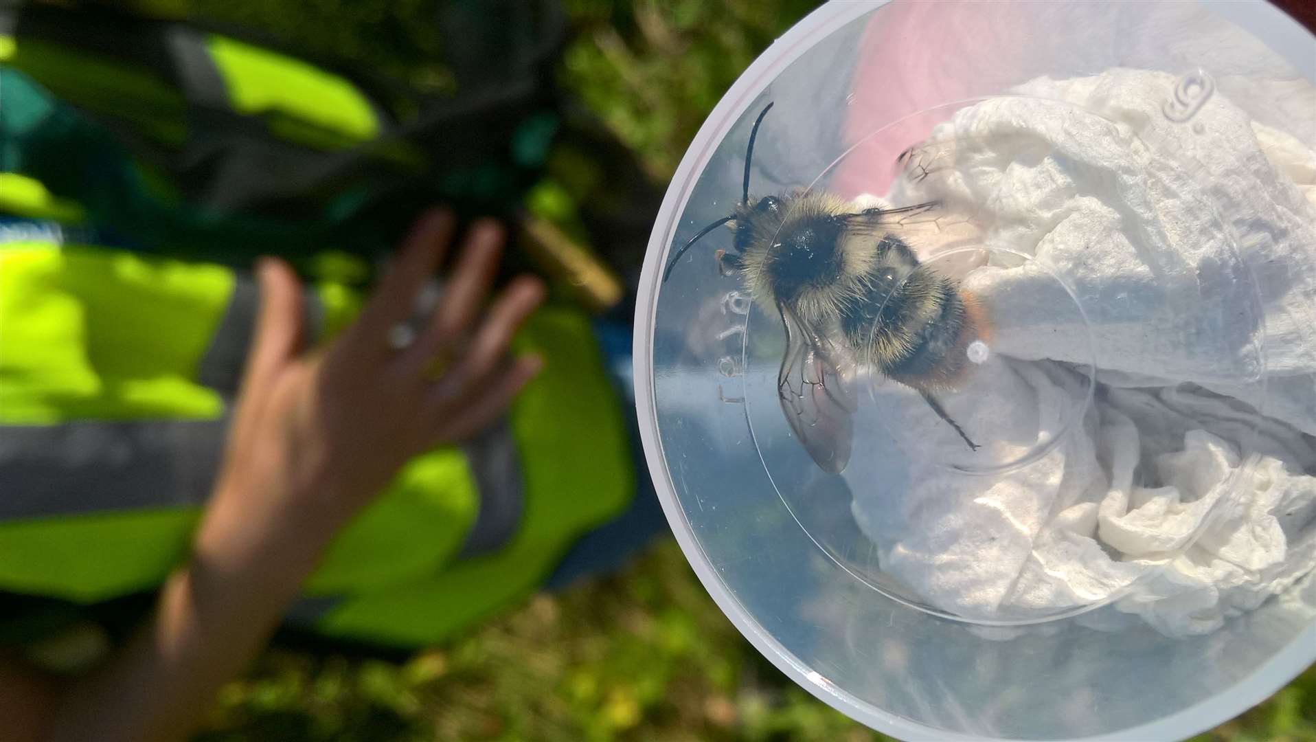 Shrill carder bees were found at the site in Dartford. Picture: Greg Baker (40266574)