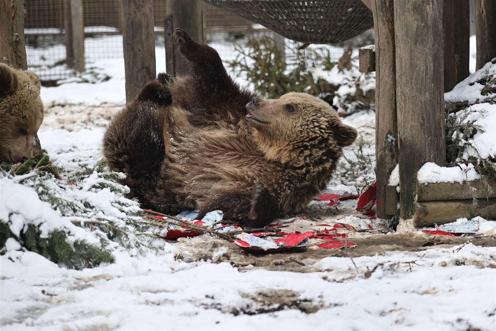 The honey infused hearts were a treat to roll in too. Picture: Wildwood