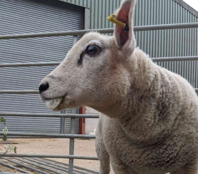 Four years ago lambs were poisoned on the Maidstone farm run by Zoe Colville and Chris Woodhead. Picture: Zoe Colville