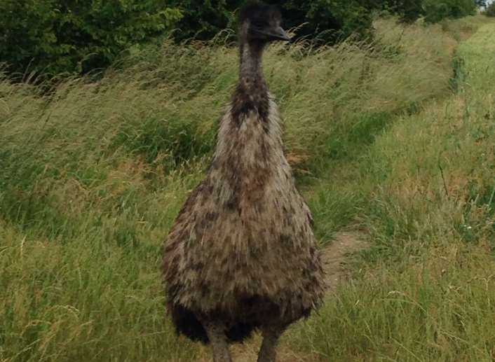 The giant bird in a field around Iwade