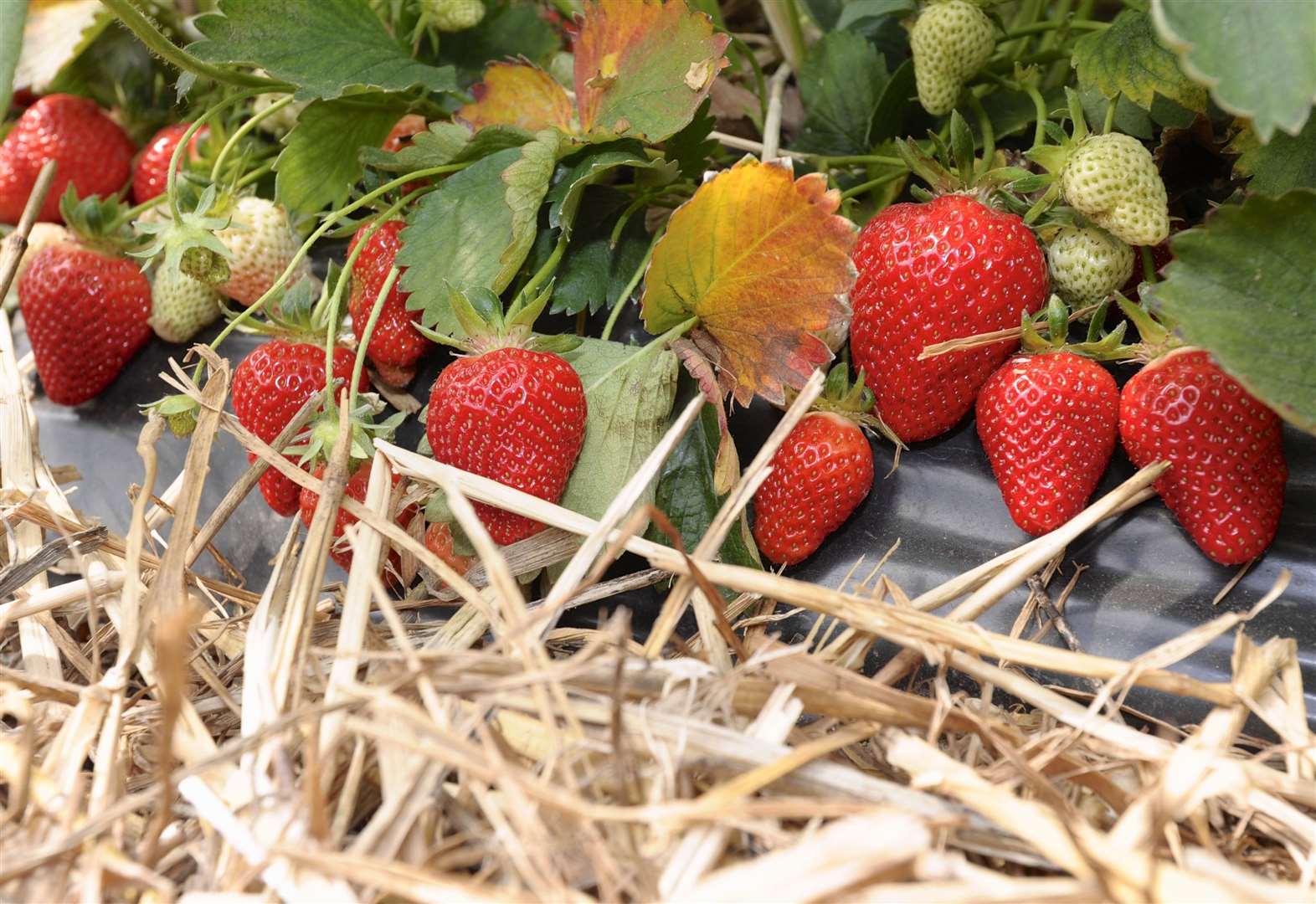 There are around 70,000 fruit picker roles in the UK every year. Picture: Andy Payton