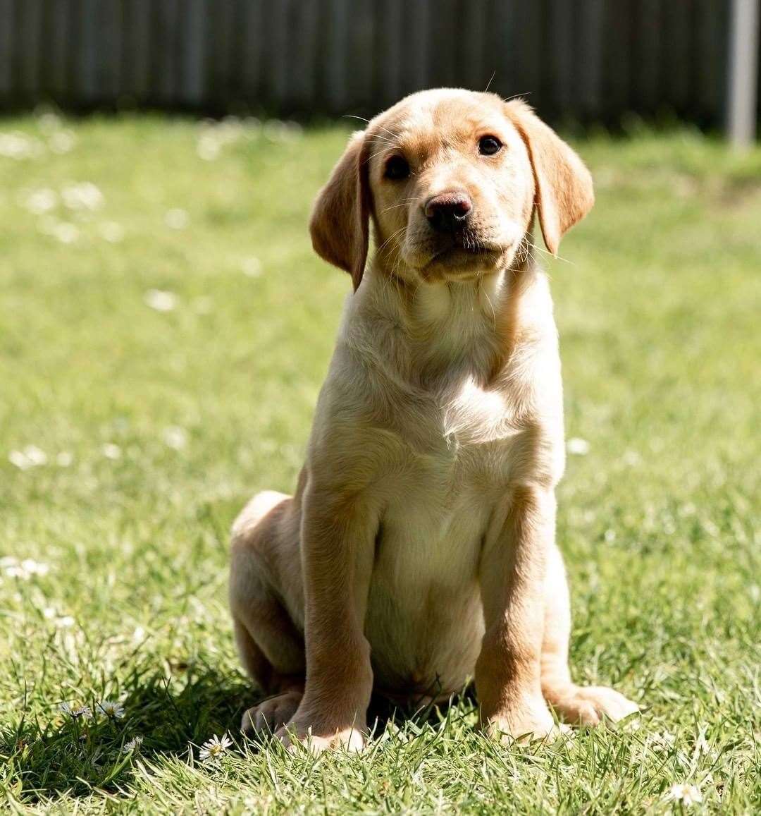 TPD Hector. Picture: kentpoliceuk on Instagram