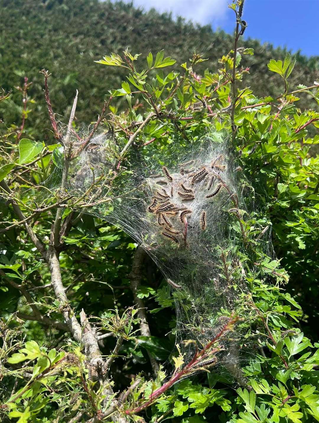 Kerry spotted the brown-tail moth catterpillars in a bush in Chidley Cross Road, East Peckham. Photo: Kerry