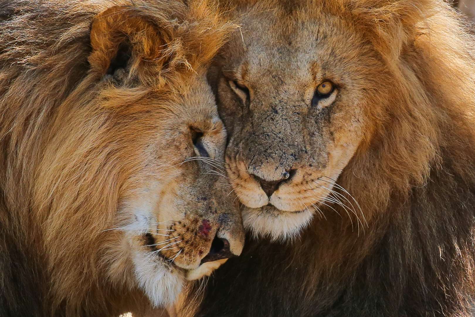 Affectionate lion brothers in Mara Naboisho Conservancy, Kenya (Graeme Green/PA)