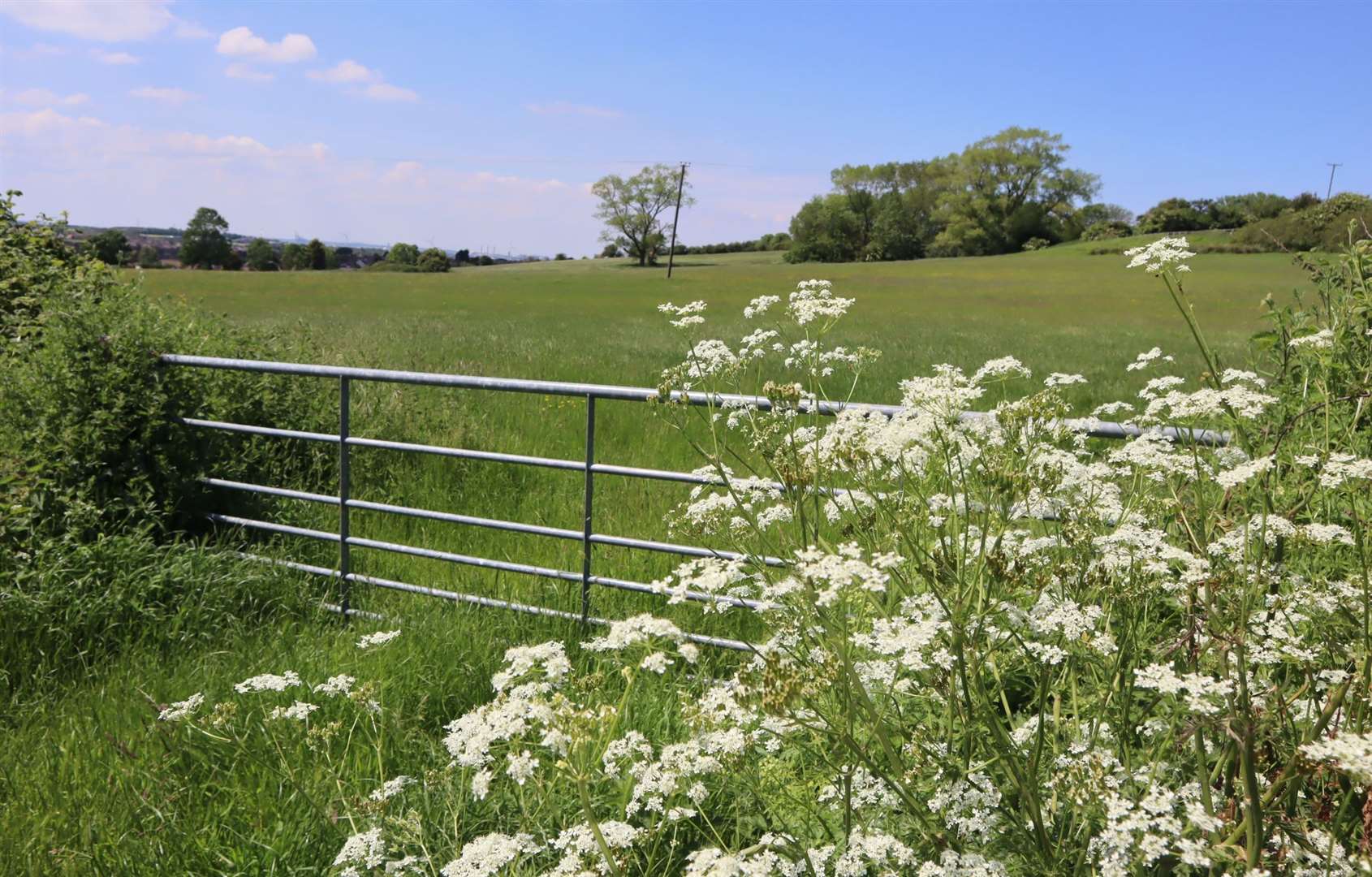 One of the fields developers want to build on at the back of Nelson Avenue, Minster, Sheppey. viewed from Elm Lane. Picture: John Nurden