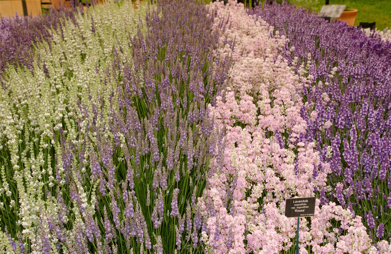 Fields of Dreams: The Downderry on display at Hampton Court Picture: Ian West