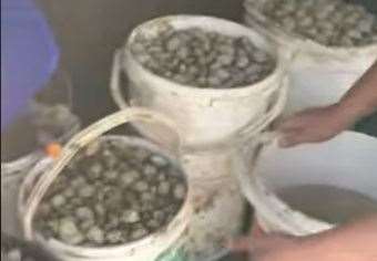 Plastic tubs of cockles in the back of a car at Leysdown. Picture: Daniel Ward