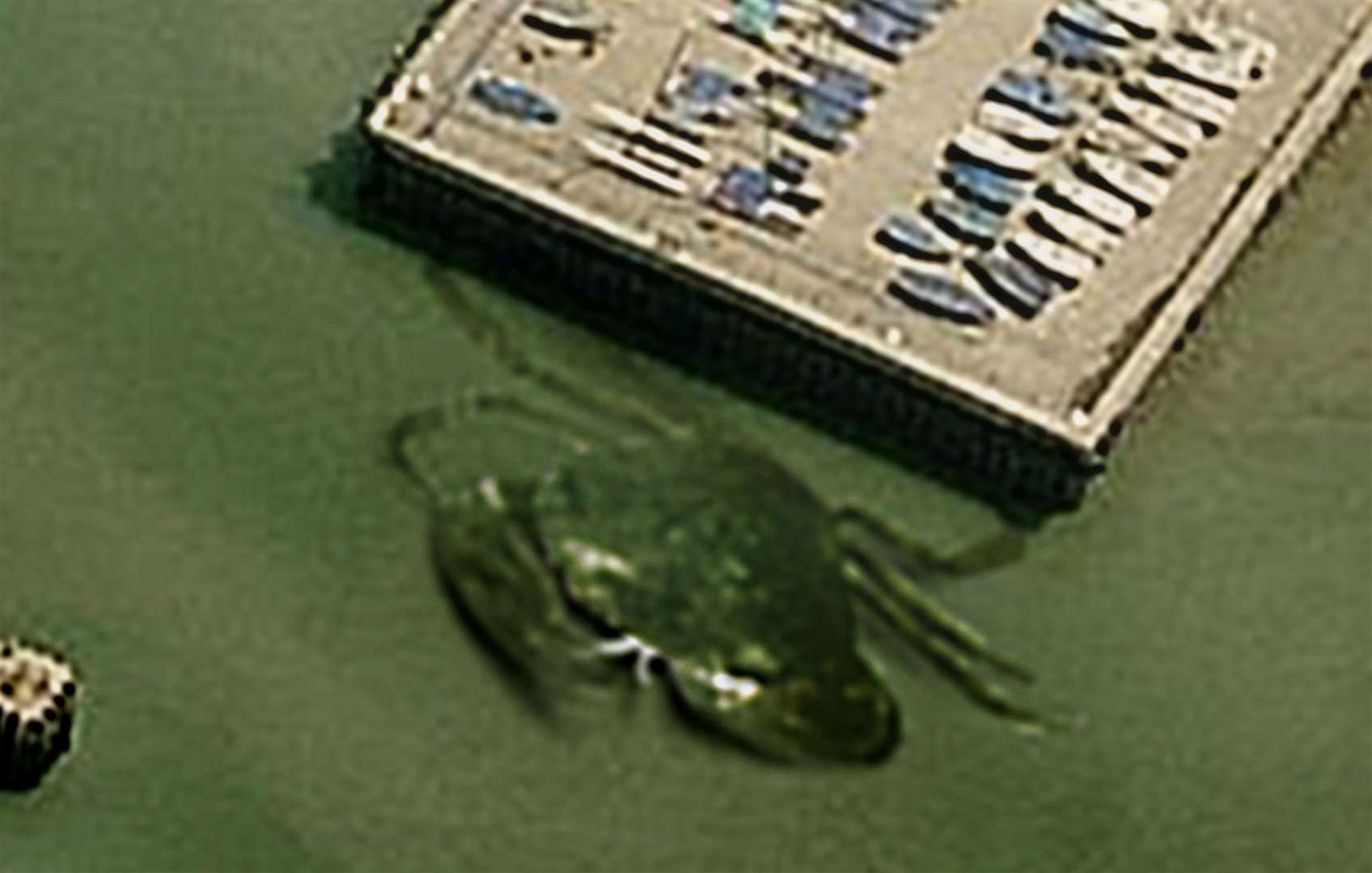 A 50ft Crabzilla was allegedly spotted off the coast in Whitstable. Picture: Weird Whitstable