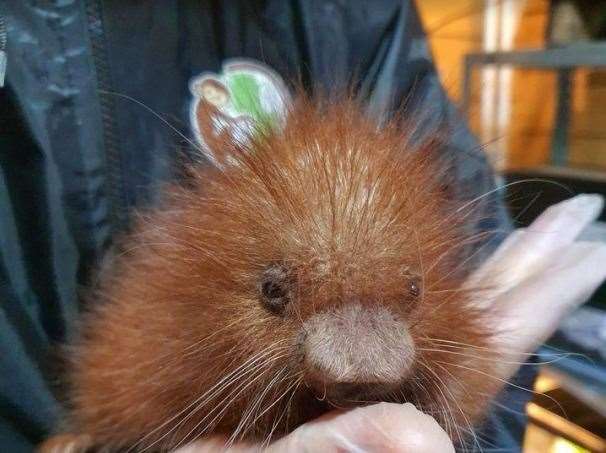 The latest arrival at the Hemsley Conservation Centre near Vigo is a prehensile tailed porcupine. Picture: Hemsley Conservation Centre