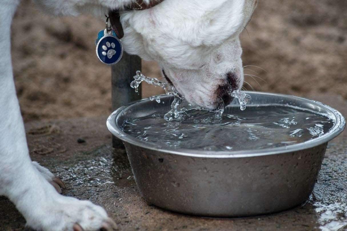 A dog drinking from a bowl. Picture: iStock