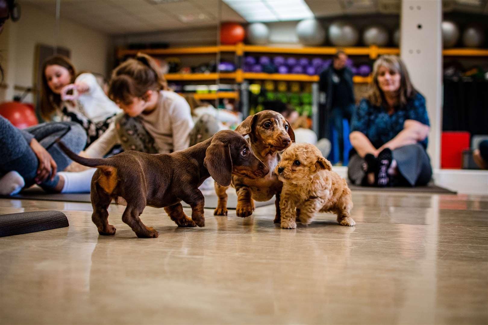 Puppy yoga is a great way to de-stress. Picture: Andrew Gill