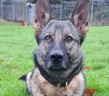 Police dog Coty helped arrest a suspect after a woman was robbed on Christmas Day in Rochester High Street. Picture: Kent Police