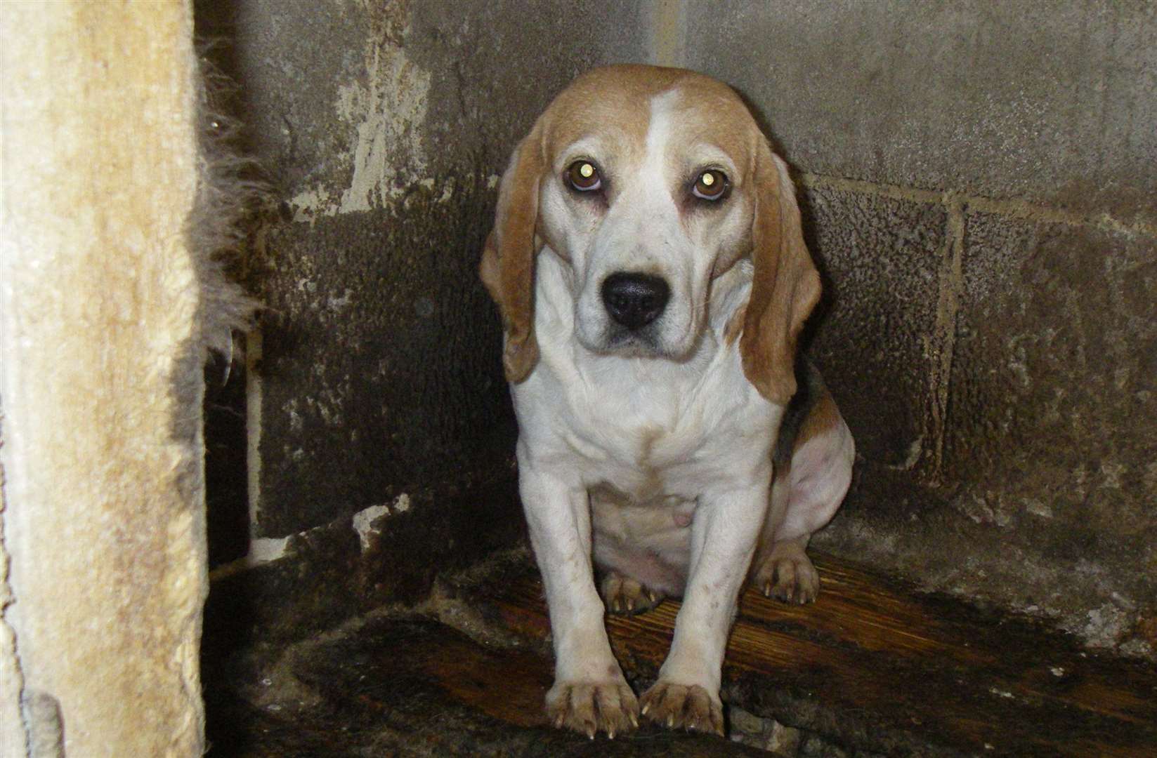 Dogs were found to be living in kennels with bare floors and without bedding. Picture: RSPCA