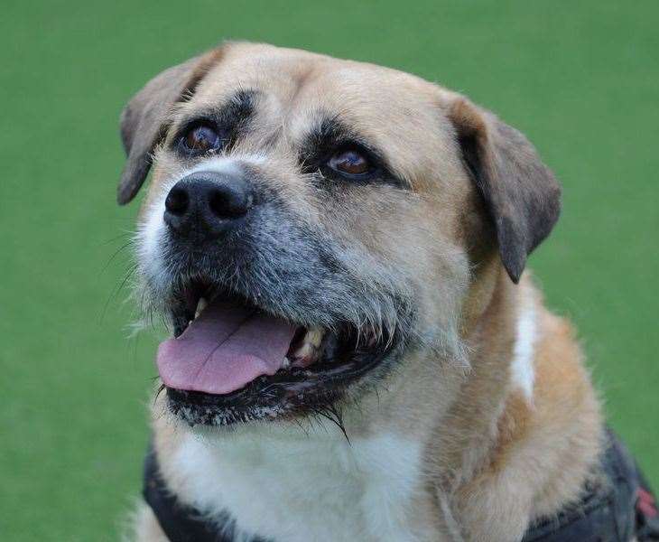 Crossbreed Roxy. Pic: Dogs Trust