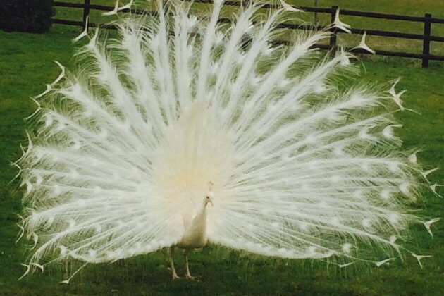 Denise Dwyer keeps peacocks at her farm.