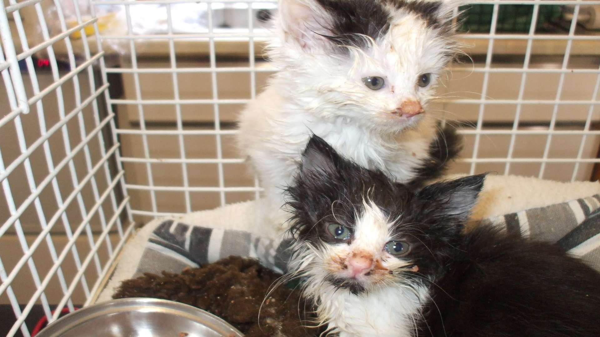 Flora and Kiara were dumped in a cardboard box.