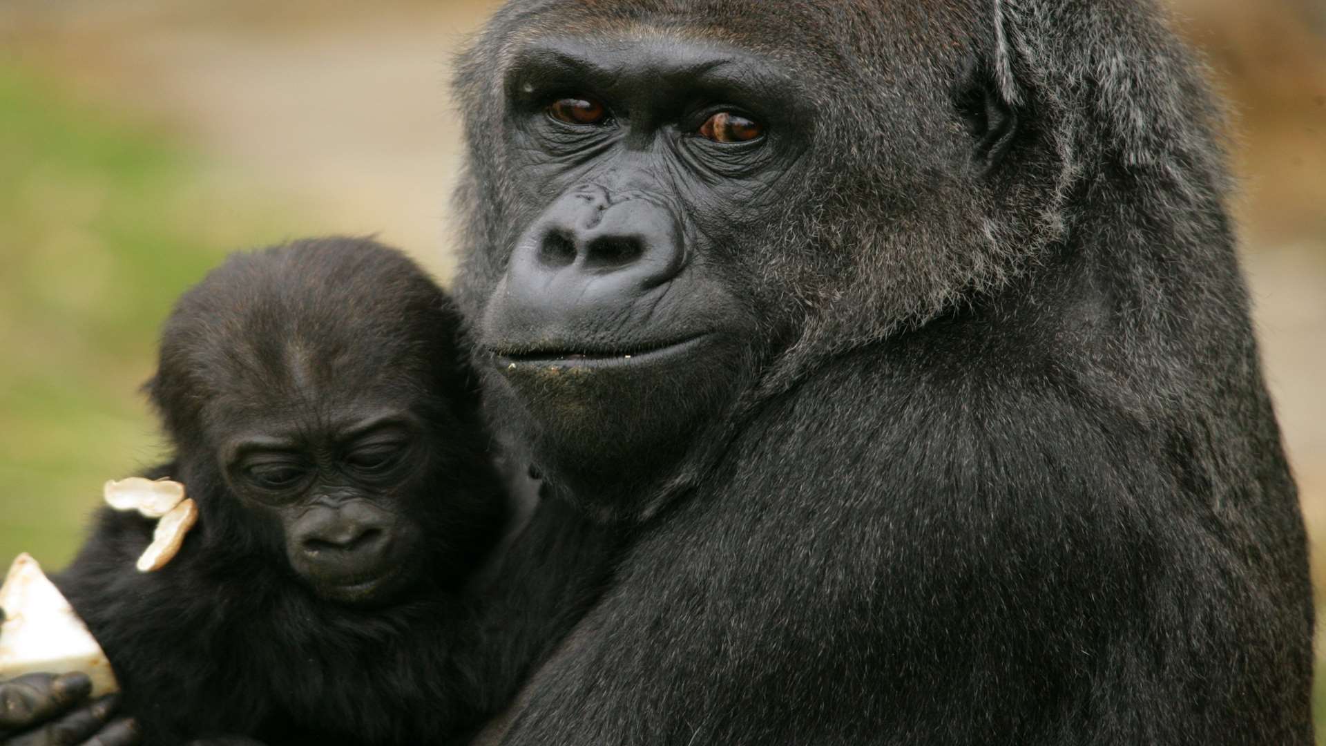 Gorillas at Port Lympne