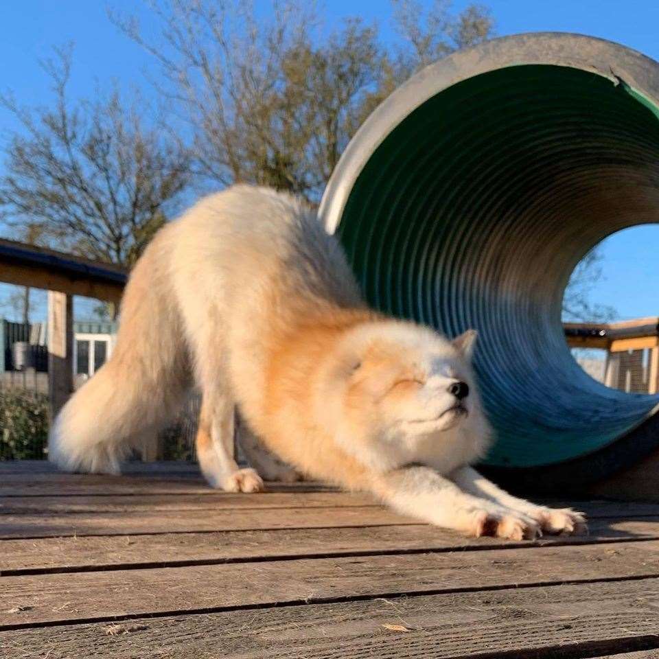 Ghost the fox at Fenn Bell Zoo in Allhallows, Rocester. Picture: The Fenn Bell Conservation Project Facebook page