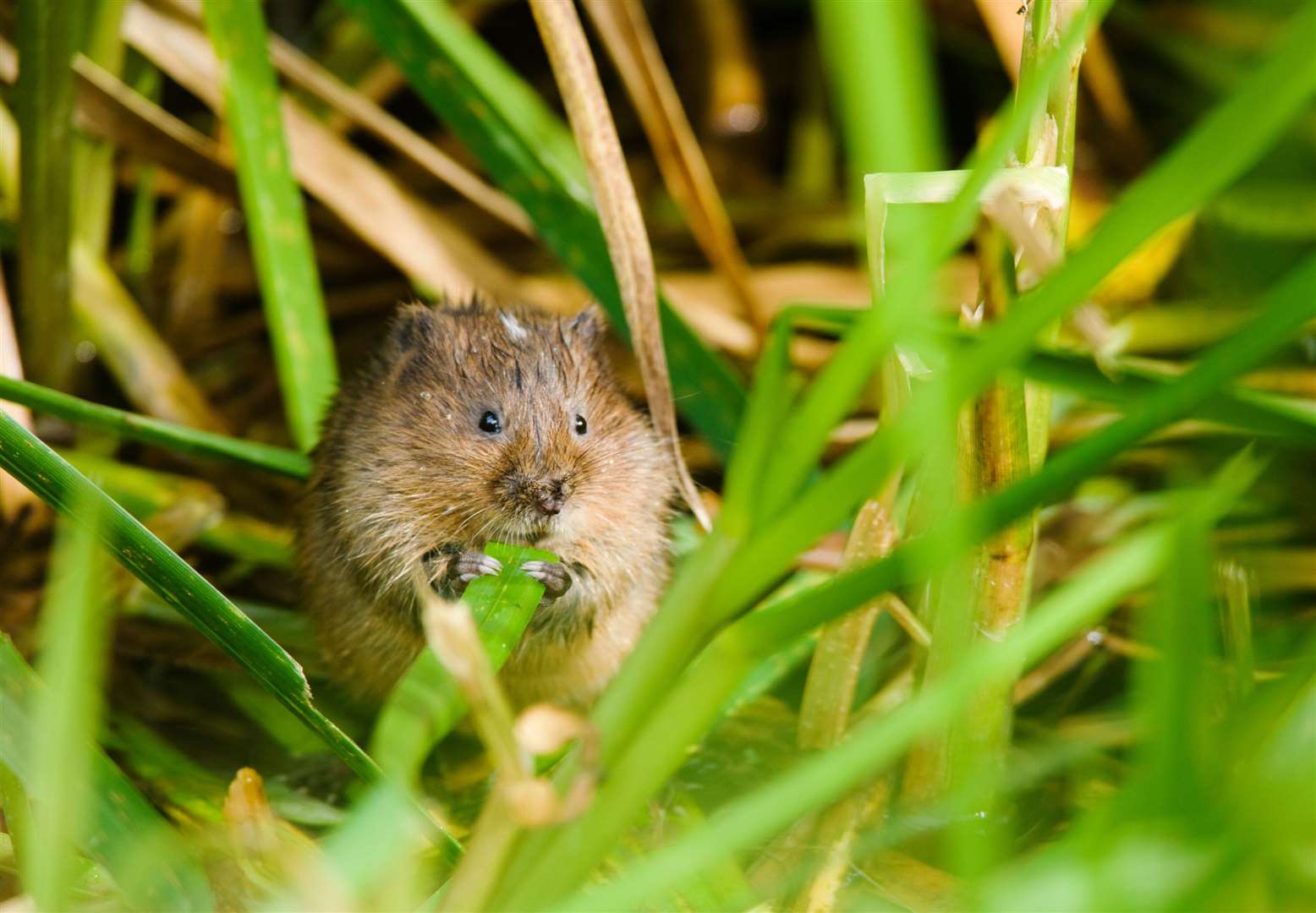 Water voles call the Swanscombe Peninsula home