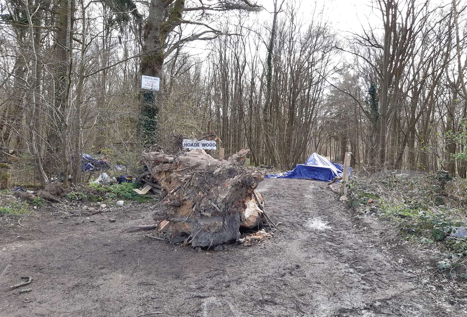 Part of a tree trunk blocks a private track leading into Hoads Wood