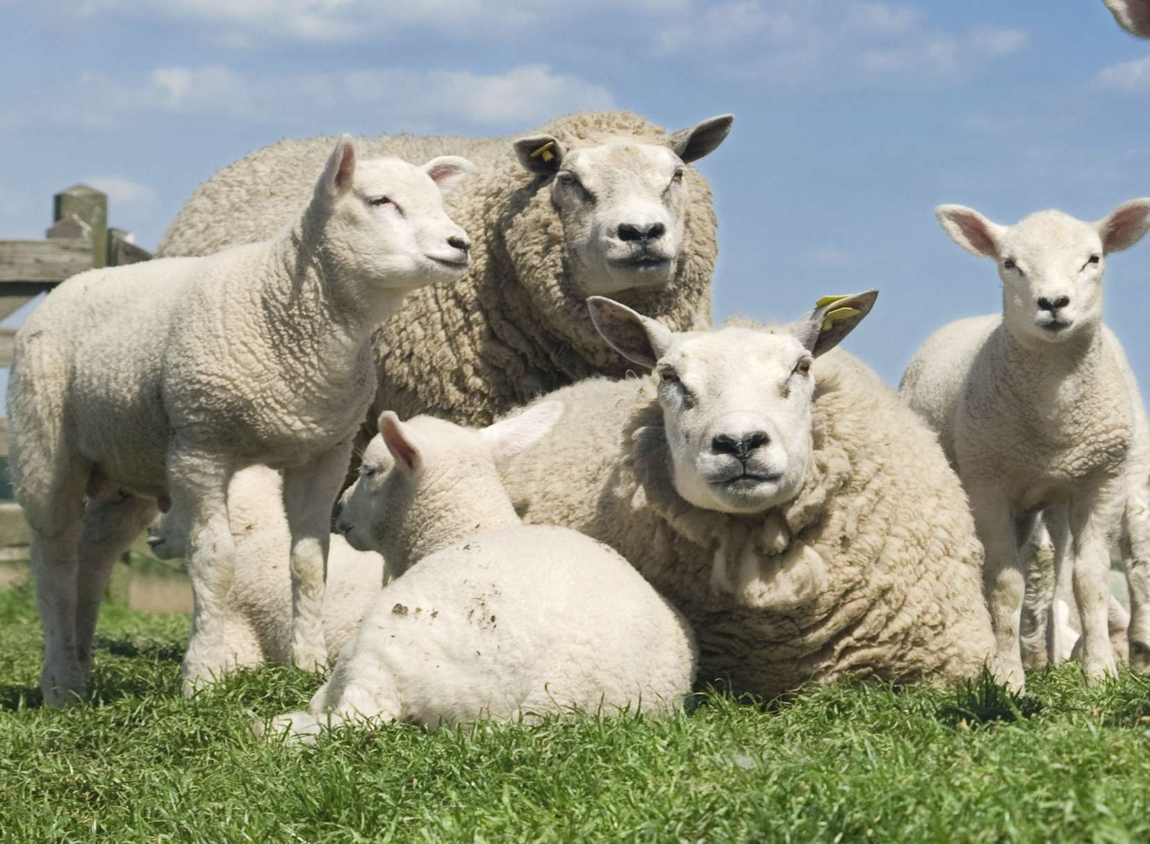 A flock of sheep. Library image.