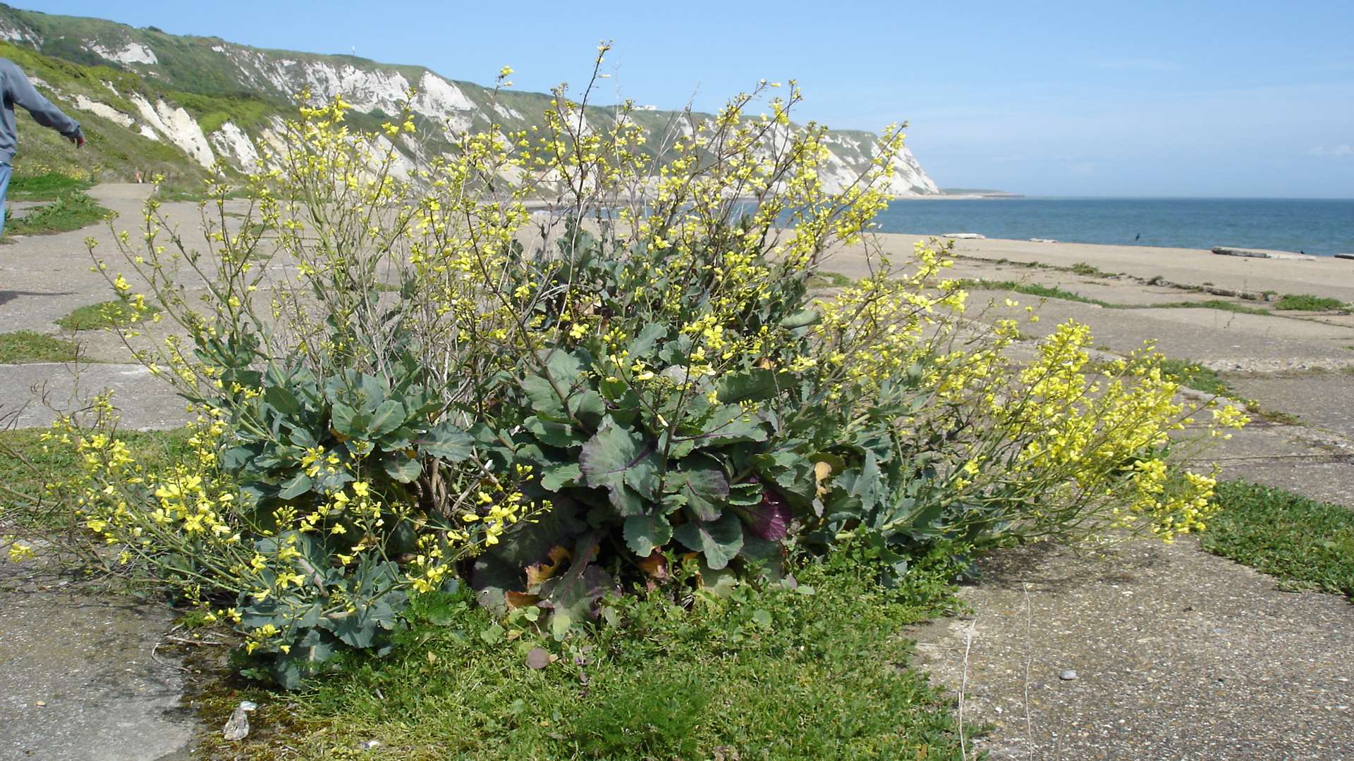 Wild cabbage growing at Folkestone Warren.