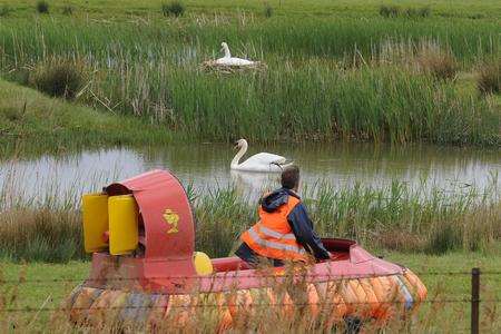 Swan in Sandwich