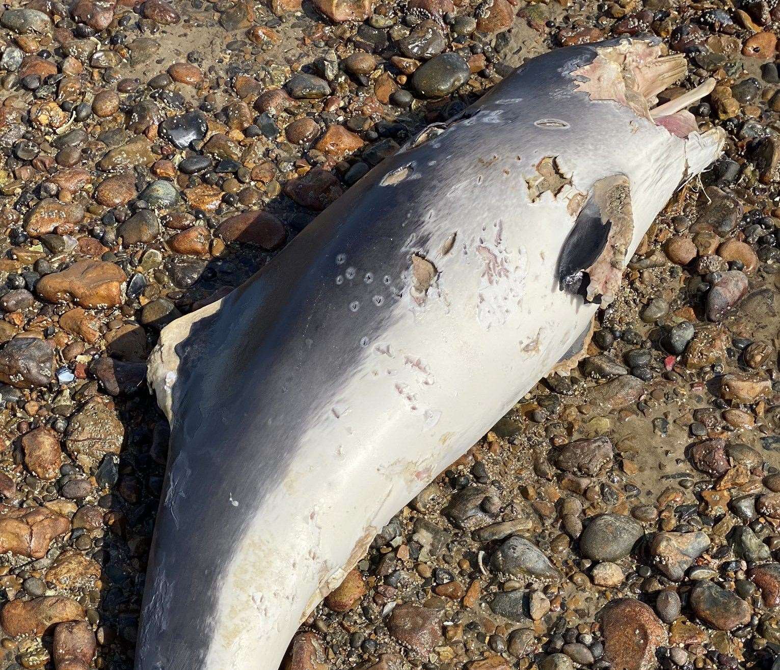 The mammal was found in Whitstable today. Picture: Chris Branacombe-Ling