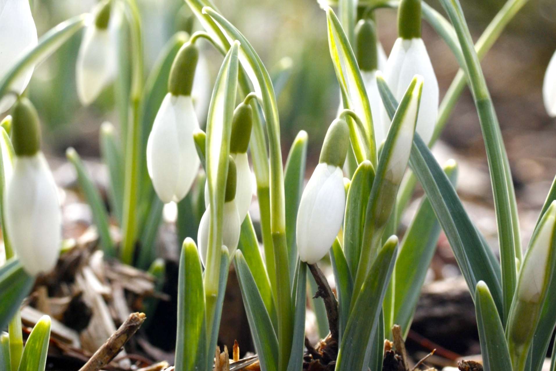 The snowdrops at Great Comp Garden