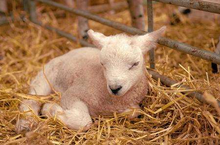 Pleased to meet ewe