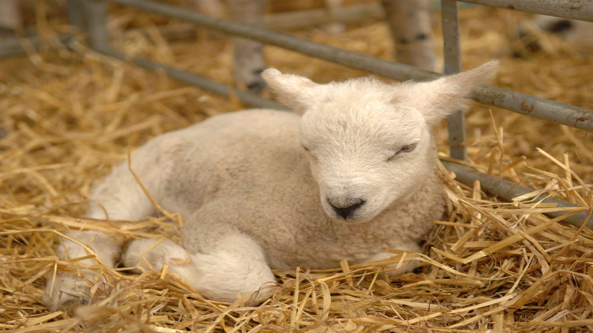 Lambs are making their arrivals