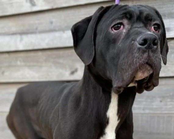 Annie the cane corso. Picture: SBC